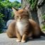 madou 用户旅途中的猫的头像